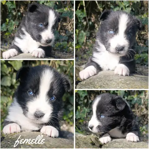 Laika De Iakoutie  Chiot N°5