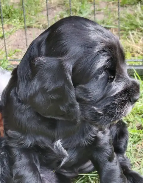 Cocker Spaniel Anglais  Adorable Petite Femelle Noir  2f364