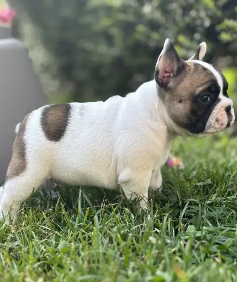 Bouledogue Français  Bunker Du Royaume Des Anges Gard 8fde4