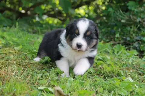 Berger Australien  Chiot N°2 Du Rêve Des Joyaux