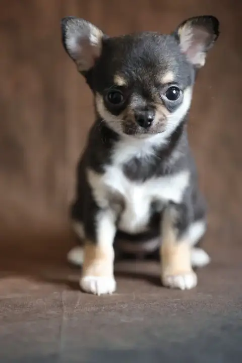 Chihuahua  Chiot N°4 Du Royaume De Matiliane