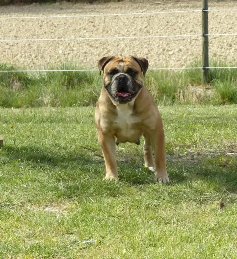 Bulldog Continental  Collier Bleu Des Colères D'Artém c6187 photo 3