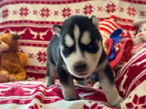 Siberian Husky  Bowie Mahigan photo 2
