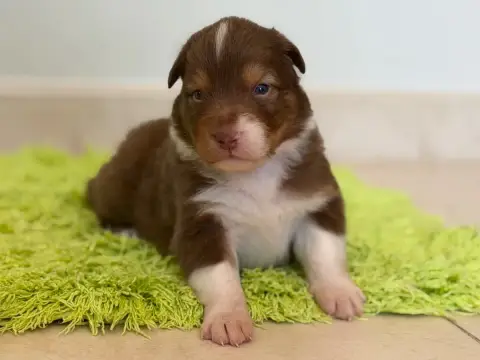 Berger Australien  Chiot 6 Au Royaume Des Jolies Perl 8bcfb