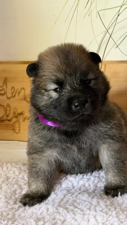 Eurasier  Chiot 1 Des Sables D'Olympe photo 2
