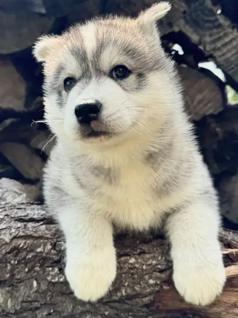 Siberian Husky  Brogy De The King Ricci photo 3
