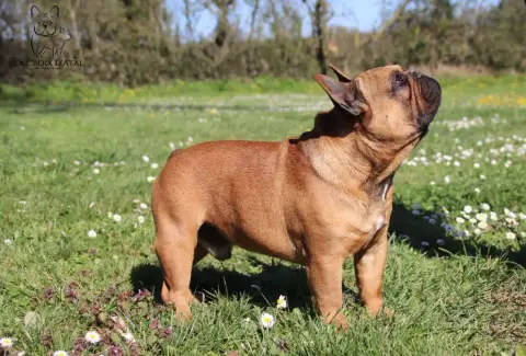 Bouledogue Français  Baron The Kingdom Of The Little  2bc09 photo 3