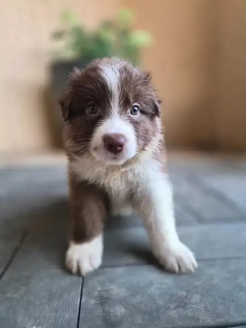 Berger Australien  Chiot photo 3