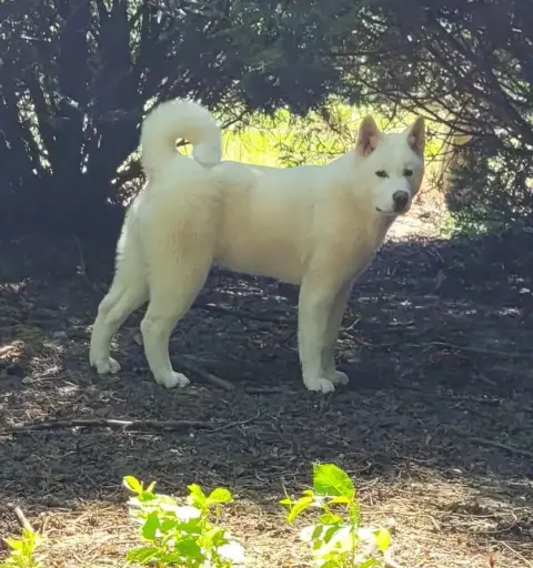Akita Americain  Alba Des Marais De Courmont