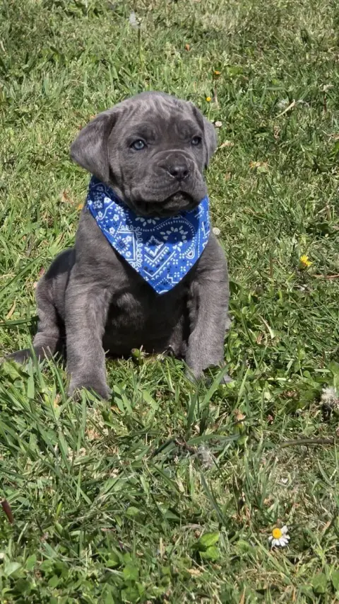 Cane Corso  Prénom Libre Des Terres Des Forges