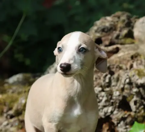 Whippet  Berverly Des Brumes De Brocéliande