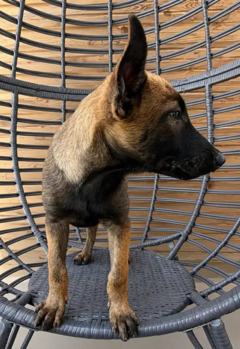 Berger Belge  Boyder Des Gardiens De La Plaine