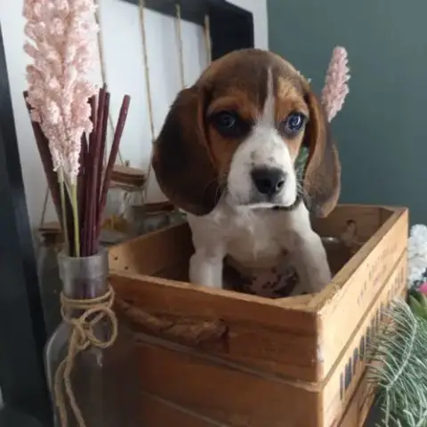 Petite Princesse Bébé Beagle Dispo