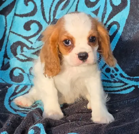 Cavalier King Charles Spaniel  Belle De La Colline Au 7e1dc photo 2