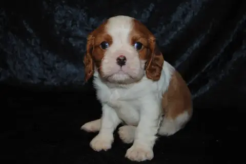 Cavalier King Charles Spaniel  Bambi De La Colline Au 95590