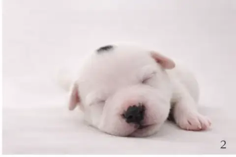 Staffordshire Bull Terrier  Chiot Blanc Avec Tâche No 48aca