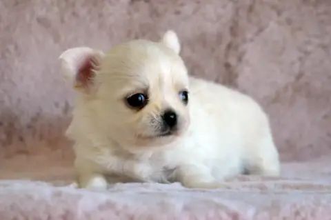 Chihuahua  Bud Stemper Des Loves Didi photo 2