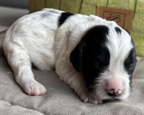 English Springer Spaniel  B..................... Des  bb969 photo 3