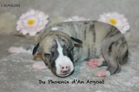Whippet  Bary Du Phoenix D'An Argoat photo 2