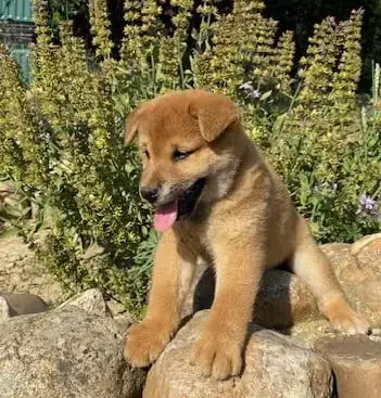 Shiba  Ben Des Felicuncan