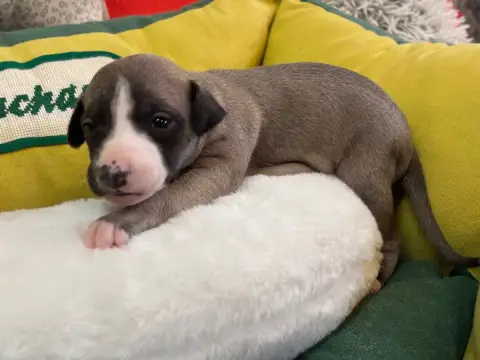 Whippet  Belladona Du Cèdre Enchanté