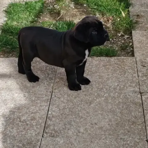 Chiot Cane Corso Lof