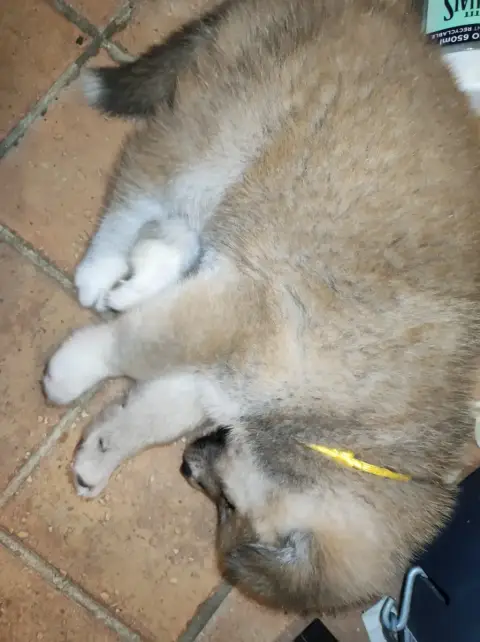 Adopter Akita 
                        Collier Jaune Des Comp 0b938