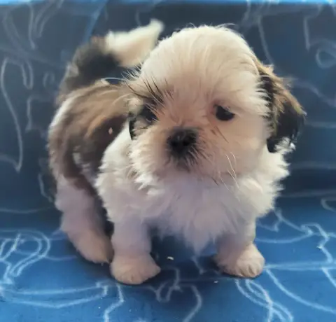 Shih Tzu  Femelle 3 Des Marais De Courmont