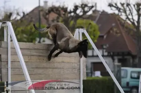 Berger Belge  Chiot N°3 Des Crocs De Calabre photo 3