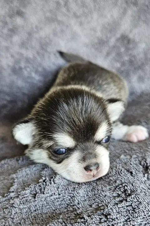 Chihuahua  Baloo De Ponflot photo 3