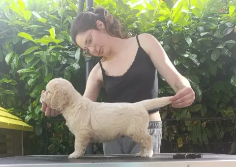 Golden Retriever  Mr Noir Hearunes
