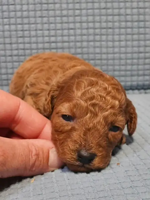 Caniche  Chiot N°5 De L'Angelarde