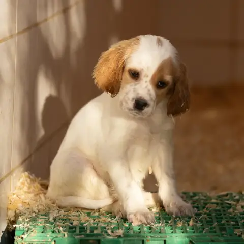 Setter Anglais  Chiot 6 Des Condamines Sous La Tour a62a8 photo 2