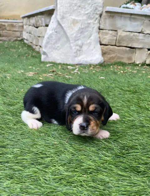 Beagle  Bronx De Marcoutel photo 2