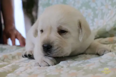 Labrador Retriever  Borel Of The Seventh Wave