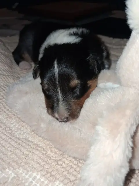 Shetland Sheepdog  Baloo De L’Ocean Noire