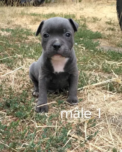 Staffordshire Bull Terrier 
                        C 9da4e