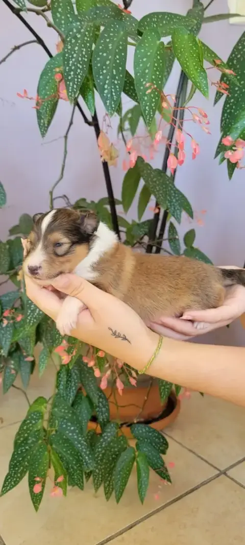 Shetland Sheepdog  B.... Des Molosses De Timoulys photo 2