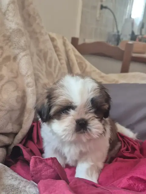 Shih Tzu  Babylone Di A Stella Turchina photo 2