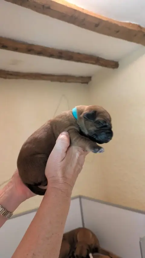 Rhodesian Ridgeback  Femelle Collier Bleu Clair Des P 0b214
