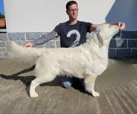 Golden Retriever  Blow Me Down De La Féerie De L'Herm 98b70 photo 3