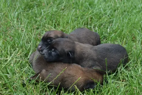 Berger Belge  Chiot 8 Du Millésime Champenois