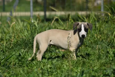 Whippet  Biscuit À L'Orange Des Milles Folies photo 2
