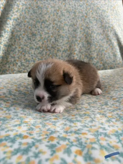 Welsh Corgi Pembroke  Collier Bleu