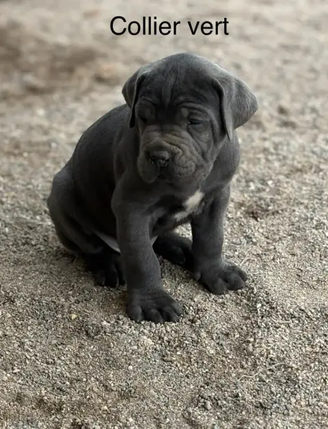 Cane Corso  Collier Vert Arvernmolosse photo 2
