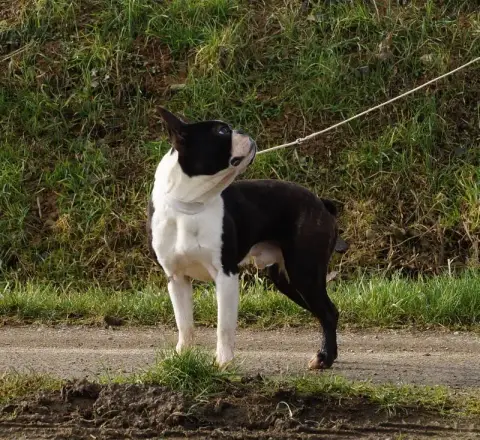 Boston Terrier  Chiot N°2 Du Domaine De La Rocherie 1629a photo 2