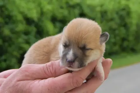 Welsh Corgi Pembroke  Birkin De La Folle Emprise