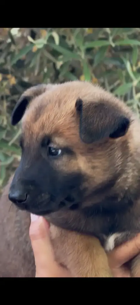 Berger Belge  Chiot N°7 Du Mas Des Crozes photo 2