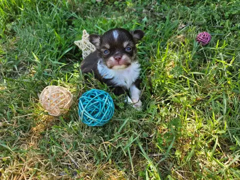 Chihuahua  Chiot N°1 Du Hameau De Selcra photo 3