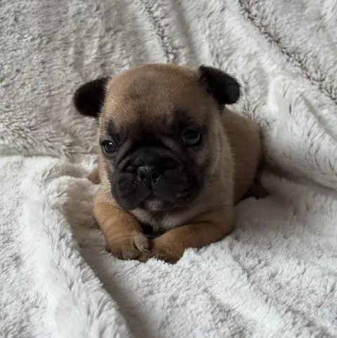 Bouledogue Français  Betsy Des Bulls Fourious